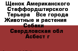 Щенок Американского Стаффордштирского Терьера - Все города Животные и растения » Собаки   . Свердловская обл.,Асбест г.